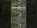 East Auckland Autumn Walkfest - Murvale Reserve
