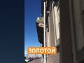 Золотой ⚜️ #питер #shorts