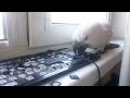 Masha the Cockatoo: Rage Against the Keyboard