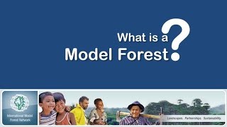 What is a Model Forest