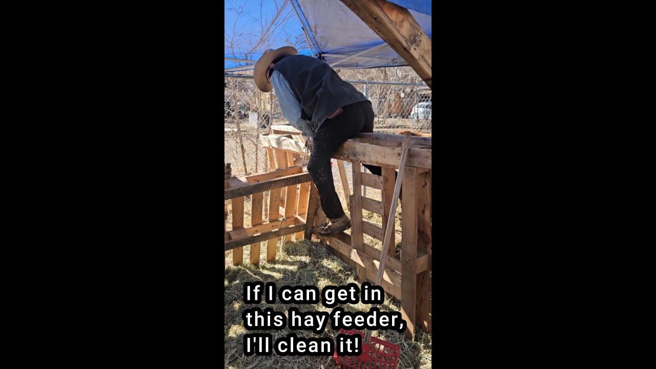 Raking hay and keeping everything nice and clean for the livestock today 