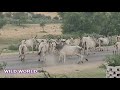 Cow Breeding || Bull Breeder || Cow Mating ||Mating Videos|| Animal Mating Videos|| Cow Mating Video