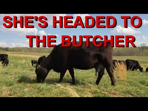 Video: Kiek kainuoja prisegta karvė?