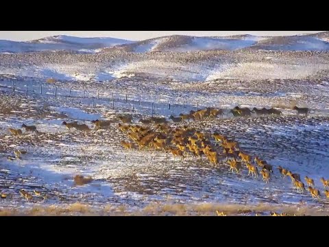 National first-class protected animals spotted in north china