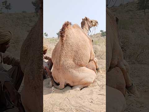 الجمل غير قادر على الجلوس بشكل صحيح على الرمال الساخنة تحت أشعة الشمس الحارقة