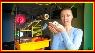 🏠Что должно быть в клетке хомяка ОБЯЗАТЕЛЬНО🐹 #Хомяки 🏠Что должно быть в клетке хомяка ОБЯЗАТЕЛЬНО🐹 #Хомяки