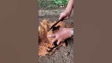 Chuối nướng, nước cốt dừa. Món ăn tuổi thơ năm nào #food #cooking #vềquê #amthuc #xuhướng #monngon