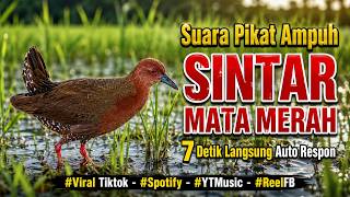 Suara Pikat Ampuh SINTAR MATA MERAH 2026 | 7 Detik Langsung Auto Respon | Master Pikat Paling Dicari