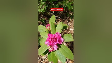 Summertime in #Jutland feat. #rhododendron with a bee #pollinators #pollination time