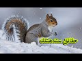 أسرار السنجاب ملك التخطيط وعبقري الغابة حقائق ستدهشك 