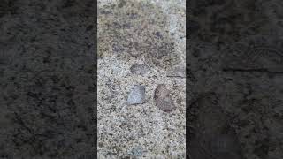 Кошель средневекового серебра ВКЛ. #коп #металлоискатель #metaldetecting #noktalegend