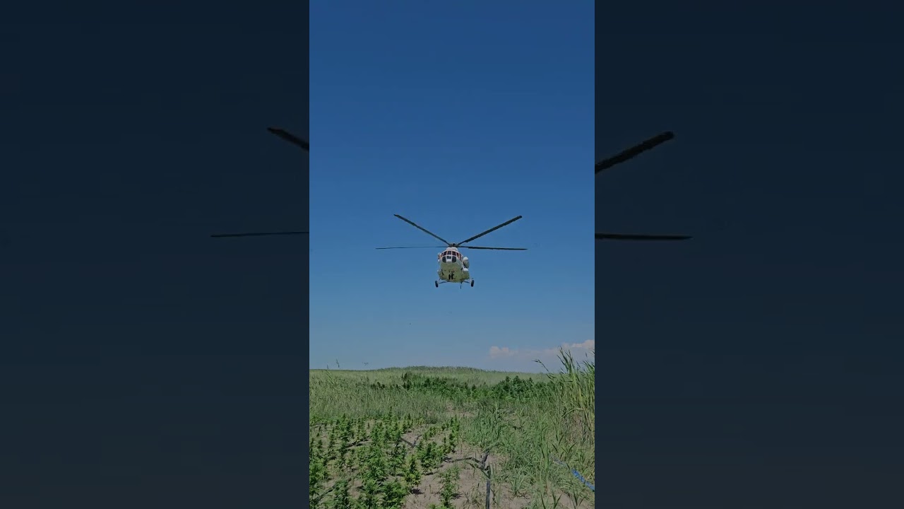 Тайную плантацию с тремя тоннами конопли нашли полицейские Алматинской области