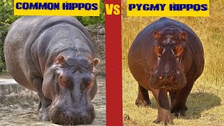 Common Hippopotamus VS Pygmy Hippopotamus....the differences