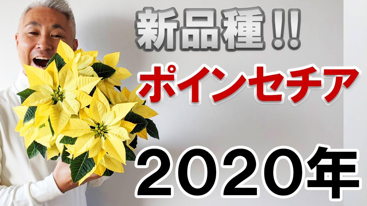 New varieties of poinsettia! Yellow Lux and Rose Marble - YouTube New varieties of poinsettia! Yellow Lux and Rose Marble - YouTube