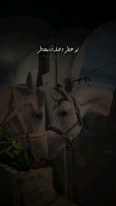 لو خطر وصله انا مخاطر ✨🎵♥️