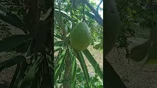 High Yield Treeguava Or Bayabascrunchy And Full Of Nutrients