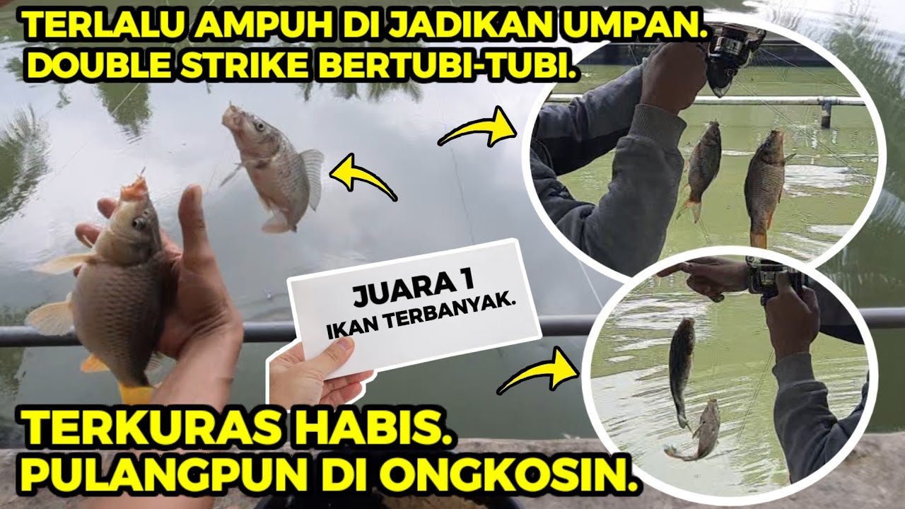 Sudah sa'atnya saya bongkar rahasia umpan ikan  mas andalan juara || TANPA ESEN.