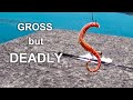 Why Japanese Anglers Love This "Gross" Bait? The Most "Unfair" Way to Fish