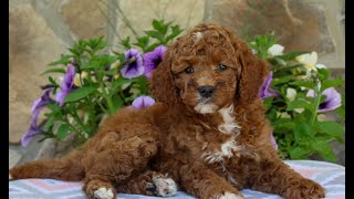 Mini Goldendoodle Puppies for Sale