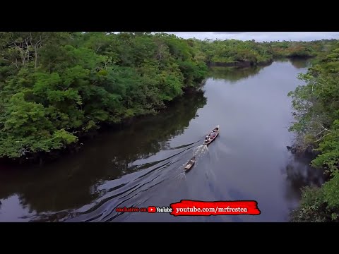 PENGUASA AMAZON! 10 Sosok Hewan Penghuni Hutan Sungai Amazon