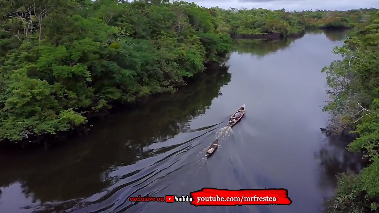 PENGUASA AMAZON  10 Sosok Hewan  Penghuni Hutan Sungai  