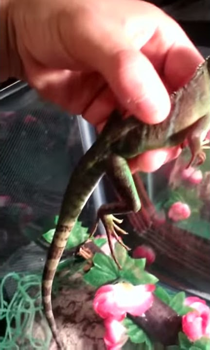 Chinese Water Dragons