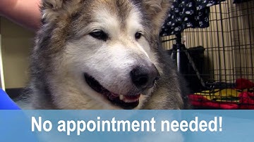 Free Microchipping for Clackamas County Dog Owners on June 24