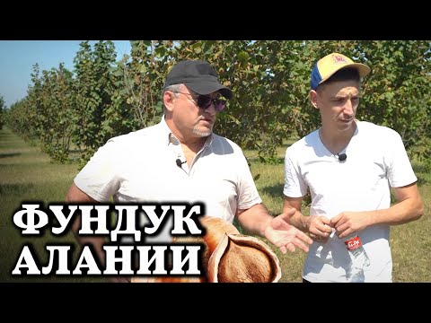 Молодой сад фундука // Что изменилось за 1,5 года? // 1 часть