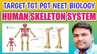 Human Skeleton system | Bone | Cartilage | Skeleton system | Human Skeleton | B R Sir