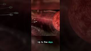 How Long Can Sperm Survive
