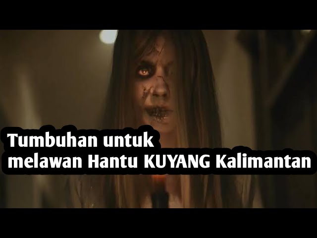 Tumbuhan untuk melawan Hantu Kuyang Kalimantan class=