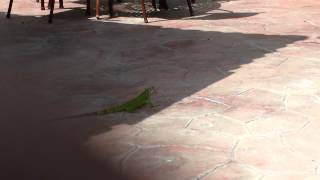 Walking Iguana