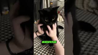 Ini yang Akan Terjadi Kalau Kamu Pelihara Kucing Hitam! 🐈‍⬛