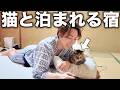 猫8匹が部屋に遊びに来てくれる宿が最高すぎた！【いろりの宿 七里川温泉】