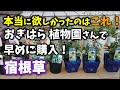【ガーデニング】秋植え用を早めに購入！おぎはら植物園さんで本気で欲しくなった宿根草の購入紹介！あしかがフラワーパーク・代々木公園東京パークガーデンアワード・中之条ガーデンズ