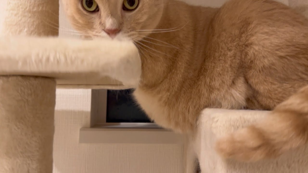 ぷにぷにお腹を触りたくて #260