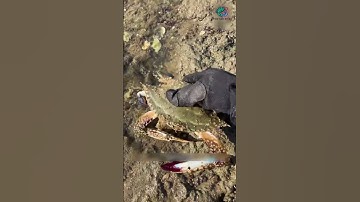 Ghẹ bự nhiều quá vậy trời | Review bắt hải sản #shorts #sanbathaisan