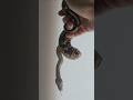 뱀 🐍 볼파이톤 #snake #reptiles #ballpython #boa #python #lizard