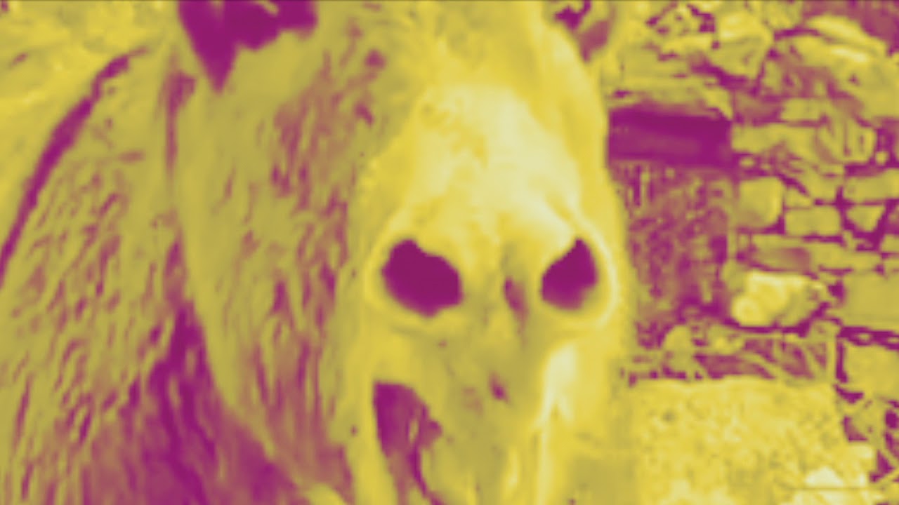 Donkey Singing "I'm all alone" VERY SAD! YouTube