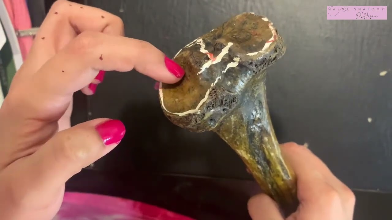 Большеберцовая кость | Определение стороны | Особенности костей | Медиальная кость голени в деталях