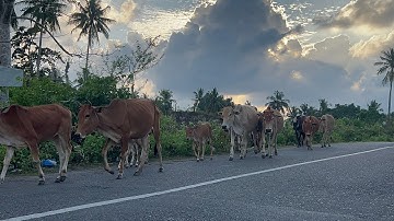 behavior of a group of cows when guarded by a shepherd! #sapimoo #cow #sapienstyle #farming #sapim