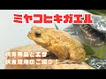 ミヤコヒキガエルの飼い方・飼育用品・飼育環境・エサについてまとめました