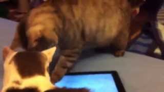 Кот ловит мышь на планшете