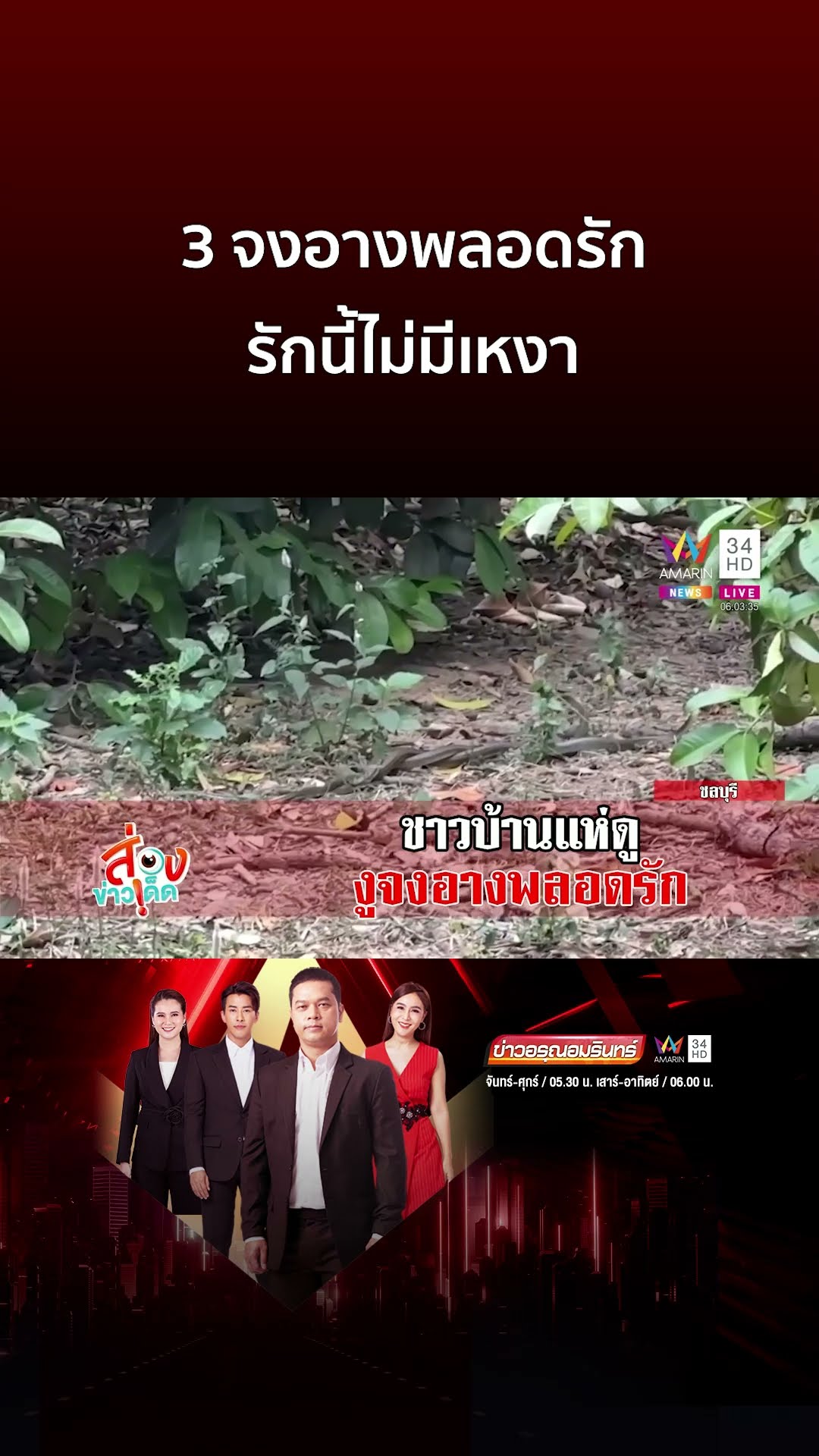 หาดูยาก! นาที 3 งูจงอางเกี้ยวพาราสีหวานฉ่ำ รักนี้ไม่มีเหงา | ข่าวอรุณอมรินทร์