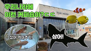 커피마시면서 상어와 니모를 볼 수 있는곳! 남양주 해수어 수족관 카페 블루문!상어먹이주기까지! [TV생물도감]