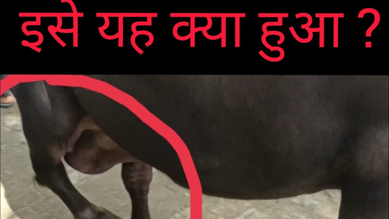 Lameness in cattle and buffalo/ Gay bheso me langdepan ka ilaj -Dr umar khan
