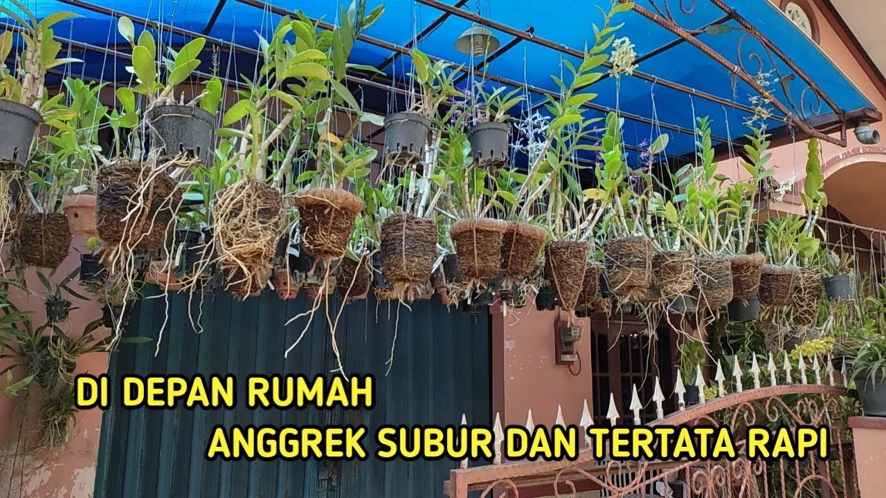 BISA JADI INSPIRASI, ANGGREK DI DEPAN RUMAH, SUBUR DAN TERTATA RAPI