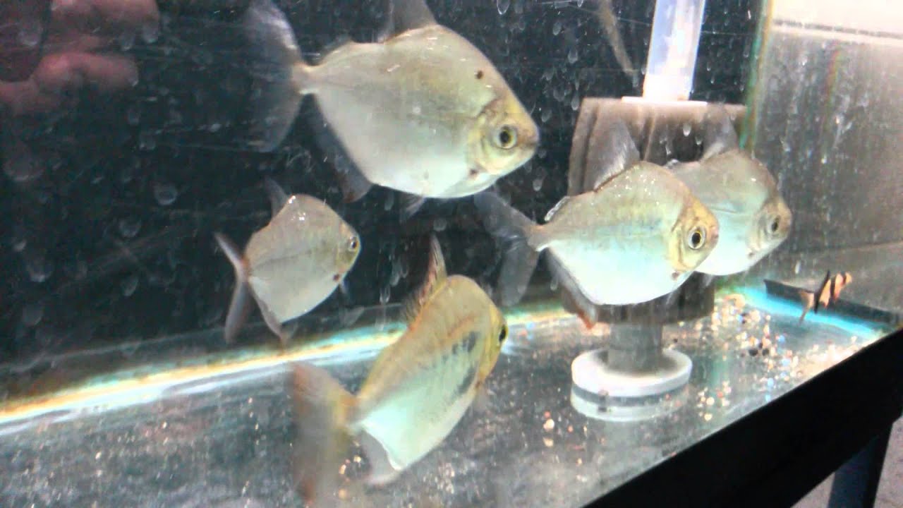 pix Silver Dollar Fish Eggs silver dollar breeding colors