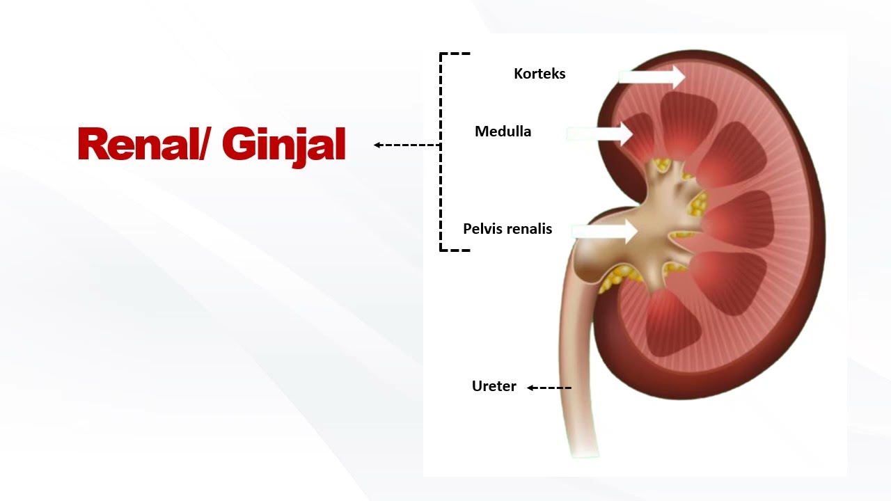 dr  Ciko   Sistem Urinaria