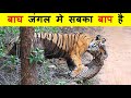 बाघ का हमला इतना खतरनाक क्यों होता है ? WHY TIGERS ARE SO DANGEROUS ANIMAL.